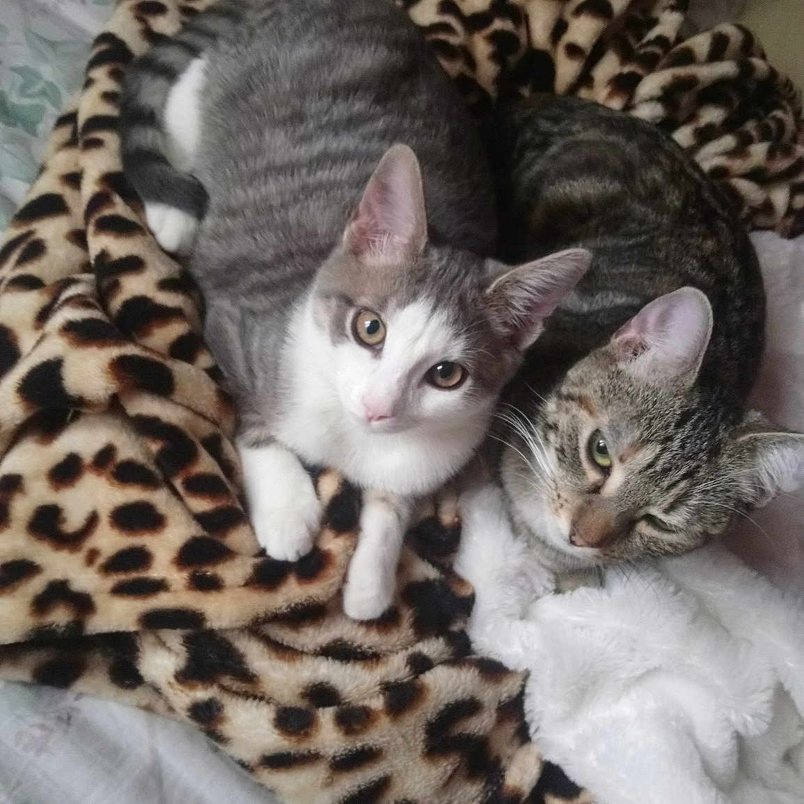 Pikachu Et Maya