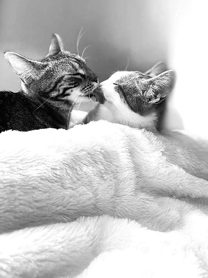 Maya Et Picatchu a rejoint le concours — aidez-le/la à gagner de superbes lots ! asian, black_and_white, carnivore, cat, devon_rex, ear, felidae, fur, hug, kitten, monochrome, monochrome_photography, nap, paw, sleep, small_to_medium_sized_cats, snout, style, whiskers, white