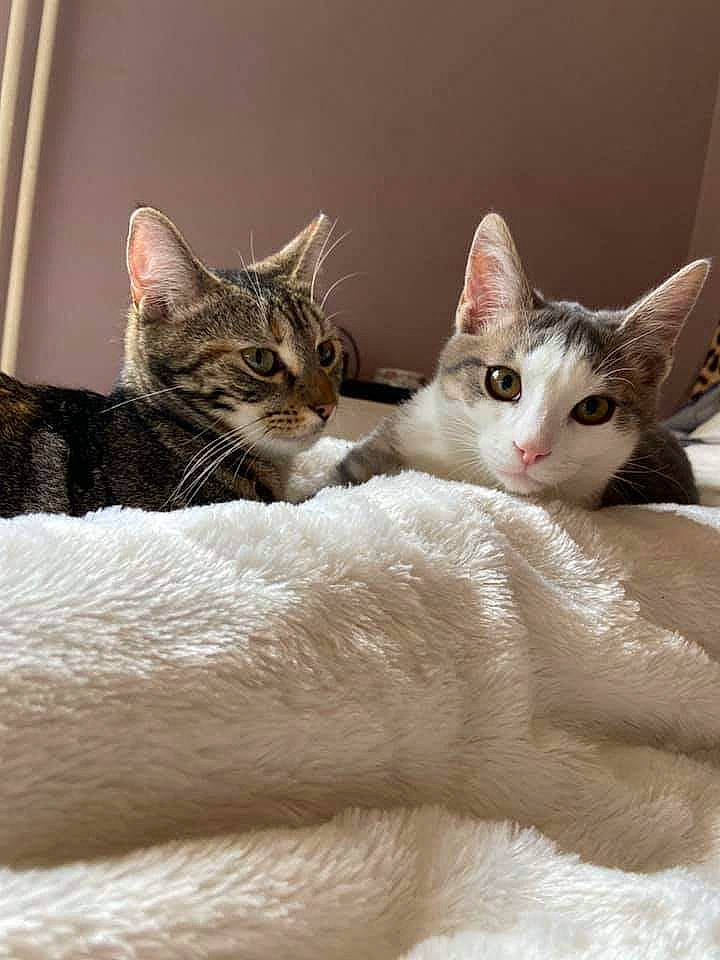 Maya Et Picatchu a rejoint le concours — aidez-le/la à gagner de superbes lots ! aegean_cat, american_wirehair, arabian_mau, asian, carnivore, cat, domestic_short_haired_cat, european_shorthair, fawn, felidae, kitten, mammal, oriental_longhair, singapura, small_to_medium_sized_cats, vertebrate, whiskers