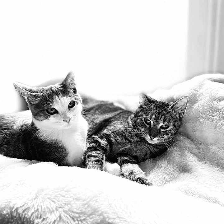Maya Et Picatchu