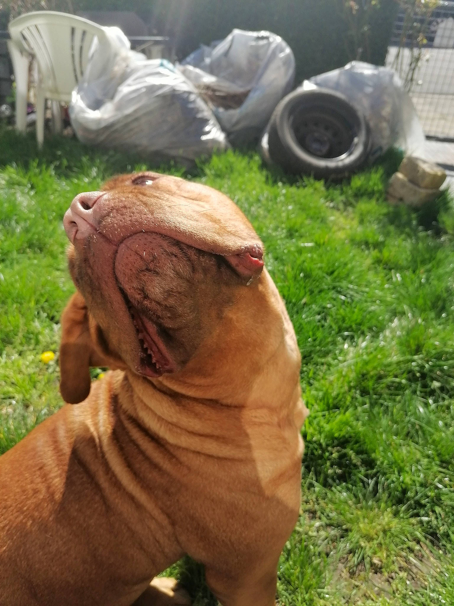 Soléa a rejoint le concours — aidez-le/la à gagner de superbes lots ! art, automotive_tire, carnivore, dog_breed, fawn, felidae, grass, lawn_ornament, lion, plant, sculpture, snout, statue, terrestrial_animal, tire, tread, vertebrate, wheel, working_animal, wrinkle