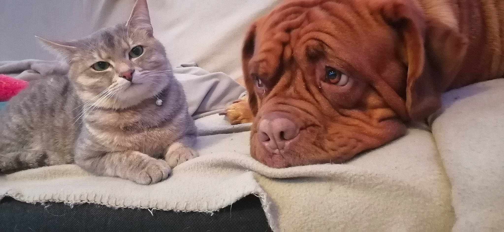 Soléa a rejoint le concours — aidez-le/la à gagner de superbes lots ! carnivore, cat, comfort, companion_dog, dog, dog_breed, domestic_short_haired_cat, fawn, felidae, fur, liver, nose, paw, small_to_medium_sized_cats, snout, sporting_group, terrestrial_animal, whiskers, working_animal, wrinkle