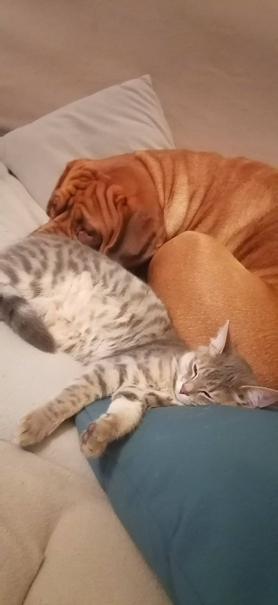 Eros a rejoint le concours — aidez-le/la à gagner de superbes lots ! bed, carnivore, cat, cat_bed, claw, comfort, domestic_short_haired_cat, duvet, fawn, felidae, fur, hardwood, nap, paw, sleep, small_to_medium_sized_cats, tail, terrestrial_animal, whiskers, wood