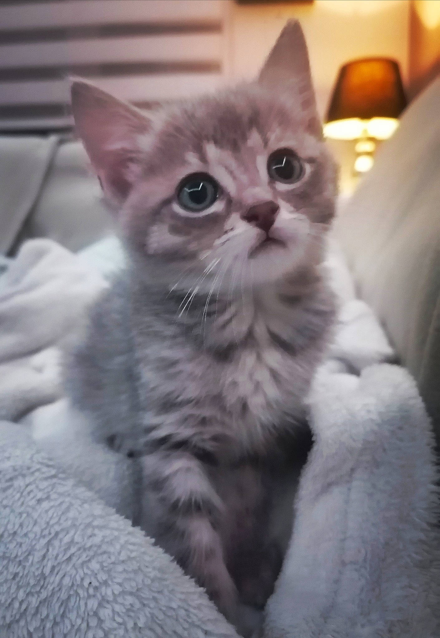 Eros participe au concours pour gagner de l'argent avec cette photo : carnivore, cat, claw, comfort, domestic_short_haired_cat, eye, felidae, fur, paw, small_to_medium_sized_cats, snout, tail, terrestrial_animal, whiskers