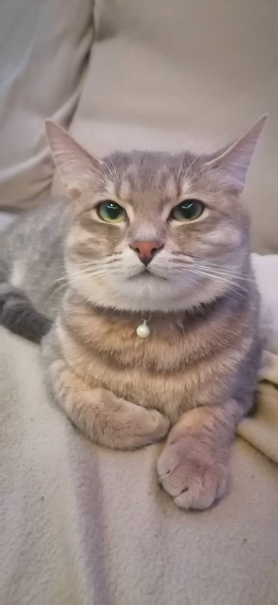 Eros participe au concours pour gagner de l'argent avec cette photo : carnivore, cat, curious, domestic_short_haired_cat, fawn, felidae, fur, iris, paw, photo_caption, small_to_medium_sized_cats, snout, tail, terrestrial_animal, whiskers, window