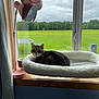 animal, cat, cloudy_sky, cozy, curious, daylight, decor, fluffy_bed, green_field, indoor, lamp, nature_view, pet, pink_lamp, relaxing, tabby_cat, trampoline, window, window_bed, wooden_window_sill
