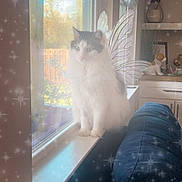 Binx is registered to the contest to win money with this photo: cat, windowsill, fairy_wings, sparkles, indoor, window, couch, decor, figurine, plant, shelf, white, black, fluffy, pet, domestic_animal, cozy, daylight, looking_outside, magic