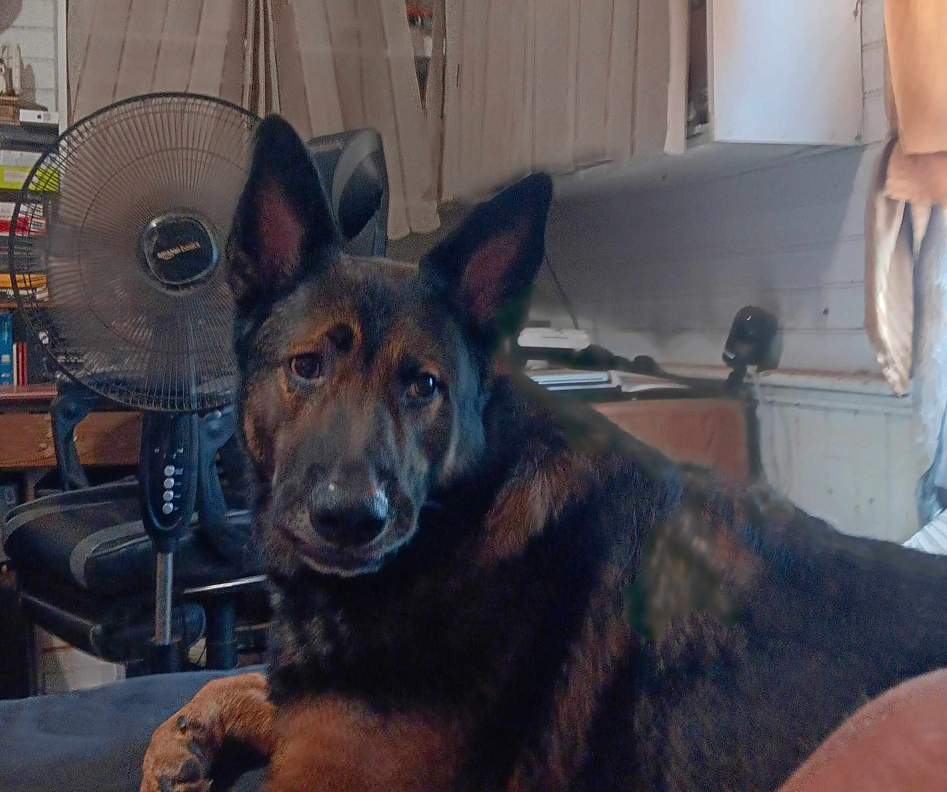 Covi is registered to the contest to win money with this photo: animal, black, bookshelf, brown, canine, chair, companion, curious, dog, domestic, ears, face, fan, furniture, german_shepherd, household, indoor, pet, portrait, relaxed