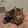 Kitty participe au concours pour gagner de l'argent avec cette photo : cat, tabby_cat, pet, animal, stuffed_animal, toy, monkey_toy, bed, bedding, bedroom, indoors, portrait, sitting, brown_fur, striped_fur, green_eyes, whiskers, ears, cozy, home_decor