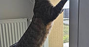 Kitty a rejoint le concours — aidez-le/la à gagner de superbes lots ! cat, tabby, feline, standing, reaching, window, indoors, home, radiator, cushion, fabric, patterned, daylight, whiskers, ears, tail, profile, curious, cozy, pet