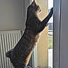 cat, tabby, feline, standing, reaching, window, indoors, home, radiator, cushion, fabric, patterned, daylight, whiskers, ears, tail, profile, curious, cozy, pet