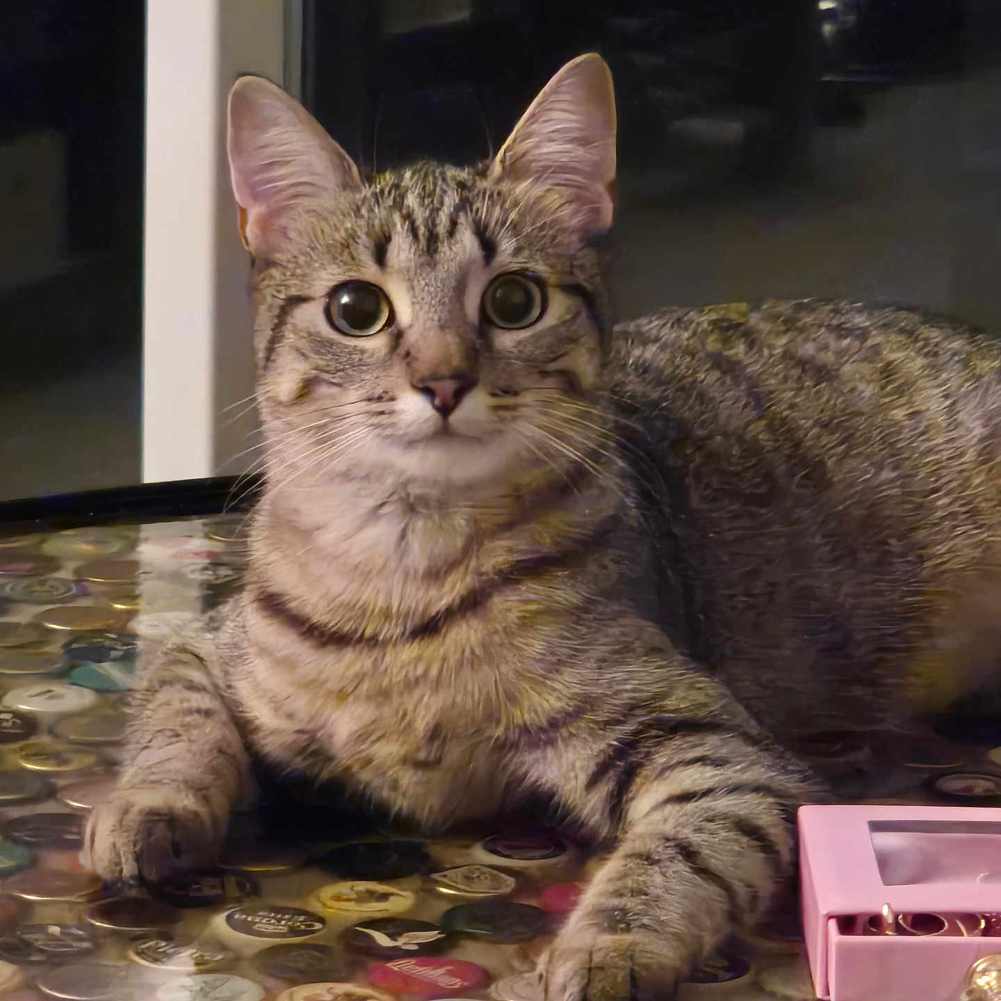 Kitty