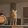 Kitty participe au concours pour gagner de l'argent avec cette photo : cat, tabby_cat, pet, animal, standing, shelf, indoors, living_room, furniture, portrait, whiskers, ears, striped_fur, brown_fur, green_eyes, alert, decor, barrel, candle_holder, home