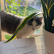 Chubs joined the competition — help win amazing prizes! black, cat, curious, daylight, domestic_animal, feline, greenery, houseplant, indoor, leaf, nature, outdoor, pet, potted_plant, shadow, sunlight, table, texture, white, window