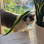 black, cat, curious, daylight, domestic_animal, feline, greenery, houseplant, indoor, leaf, nature, outdoor, pet, potted_plant, shadow, sunlight, table, texture, white, window