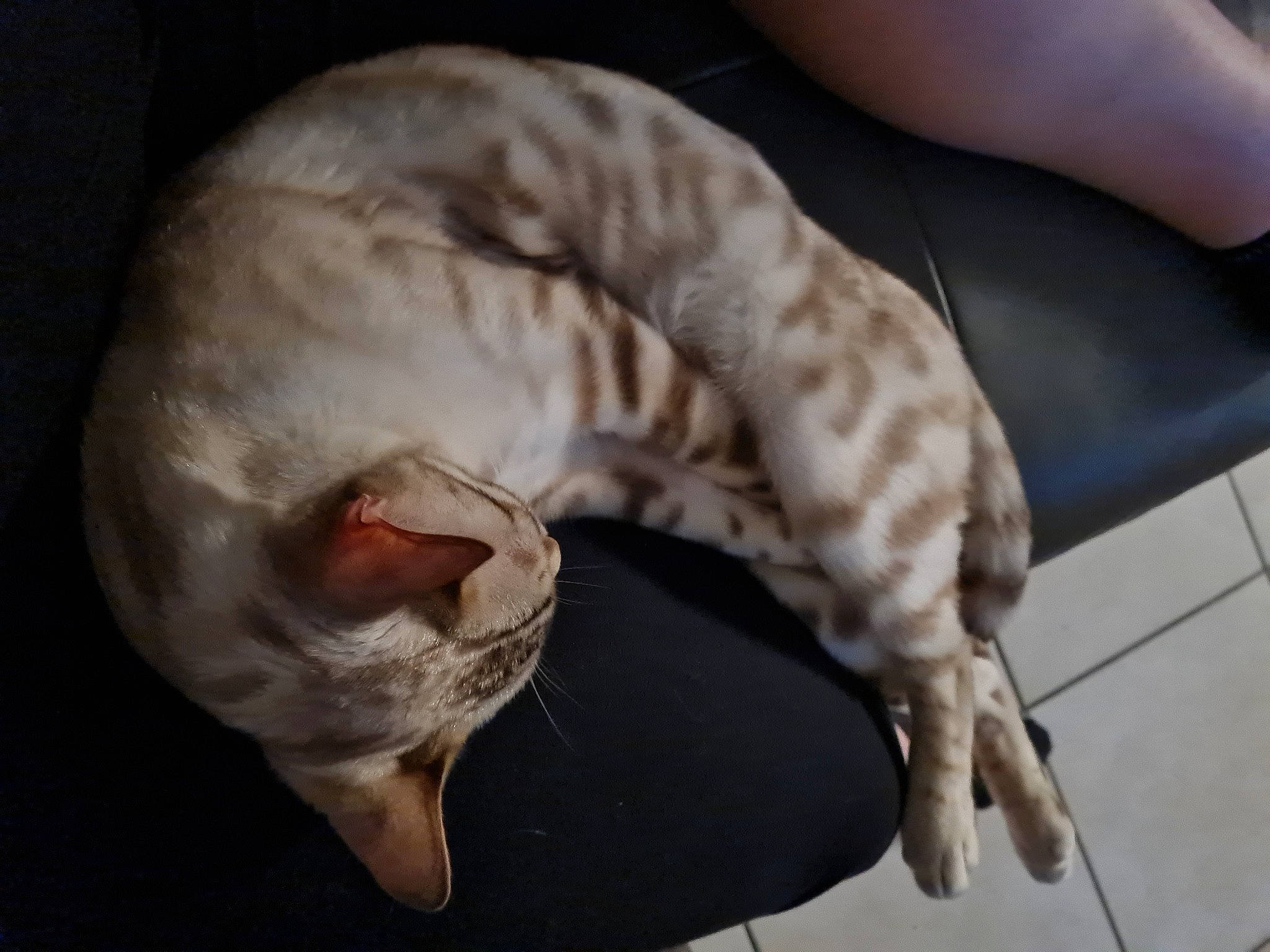 Snow participe au concours pour gagner de l'argent avec cette photo : carnivore, cat, cat_bed, comfort, dog_breed, fang, fawn, felidae, foot, human_body, musical_instrument, paw, reptile, scaled_reptile, small_to_medium_sized_cats, snake, tail, terrestrial_animal, whiskers, yawn