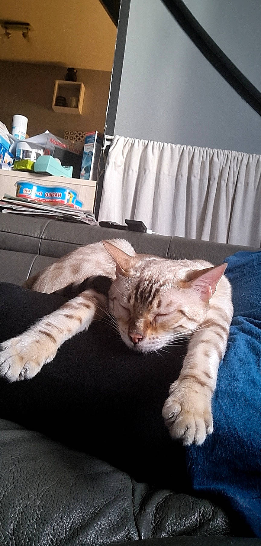 Snow participe au concours pour gagner de l'argent avec cette photo : bedding, carnivore, cat, claw, comfort, couch, curtain, domestic_short_haired_cat, felidae, fur, human_leg, lap, linens, nap, paw, room, sitting, small_to_medium_sized_cats, tail, whiskers