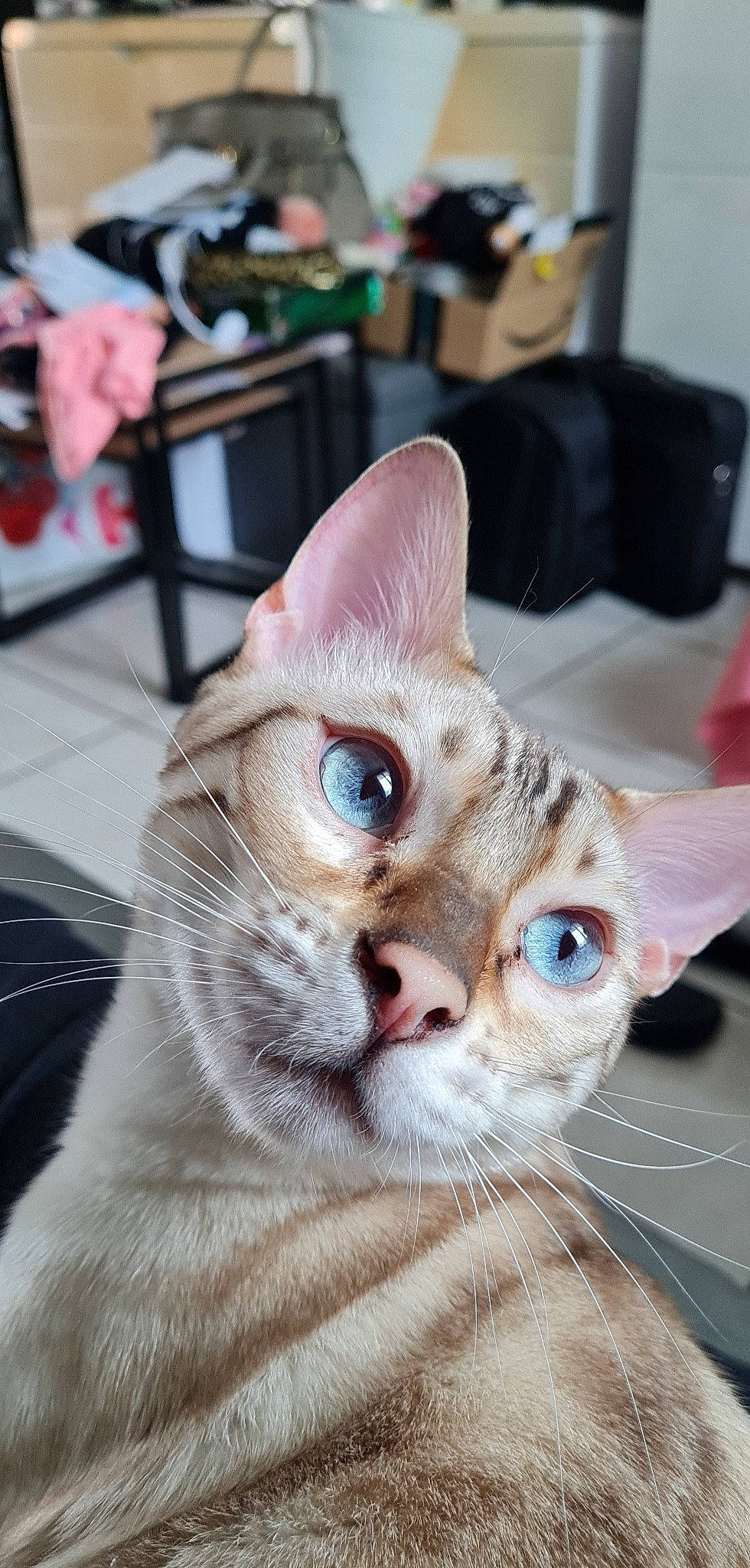 Snow participe au concours pour gagner de l'argent avec cette photo : carnivore, cat, chair, claw, close_up, domestic_short_haired_cat, ear, eye, eyelash, fang, fawn, felidae, fur, head, paw, small_to_medium_sized_cats, snout, tail, whiskers