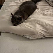 Moon participe au concours pour gagner de l'argent avec cette photo : cat, bed, bedding, blanket, gray_cat, furniture, indoor, nightstand, fan, sleeping, pet, cozy, resting, domestic_animal, leaf_pattern, soft_lighting, feline, household, comfort, animal