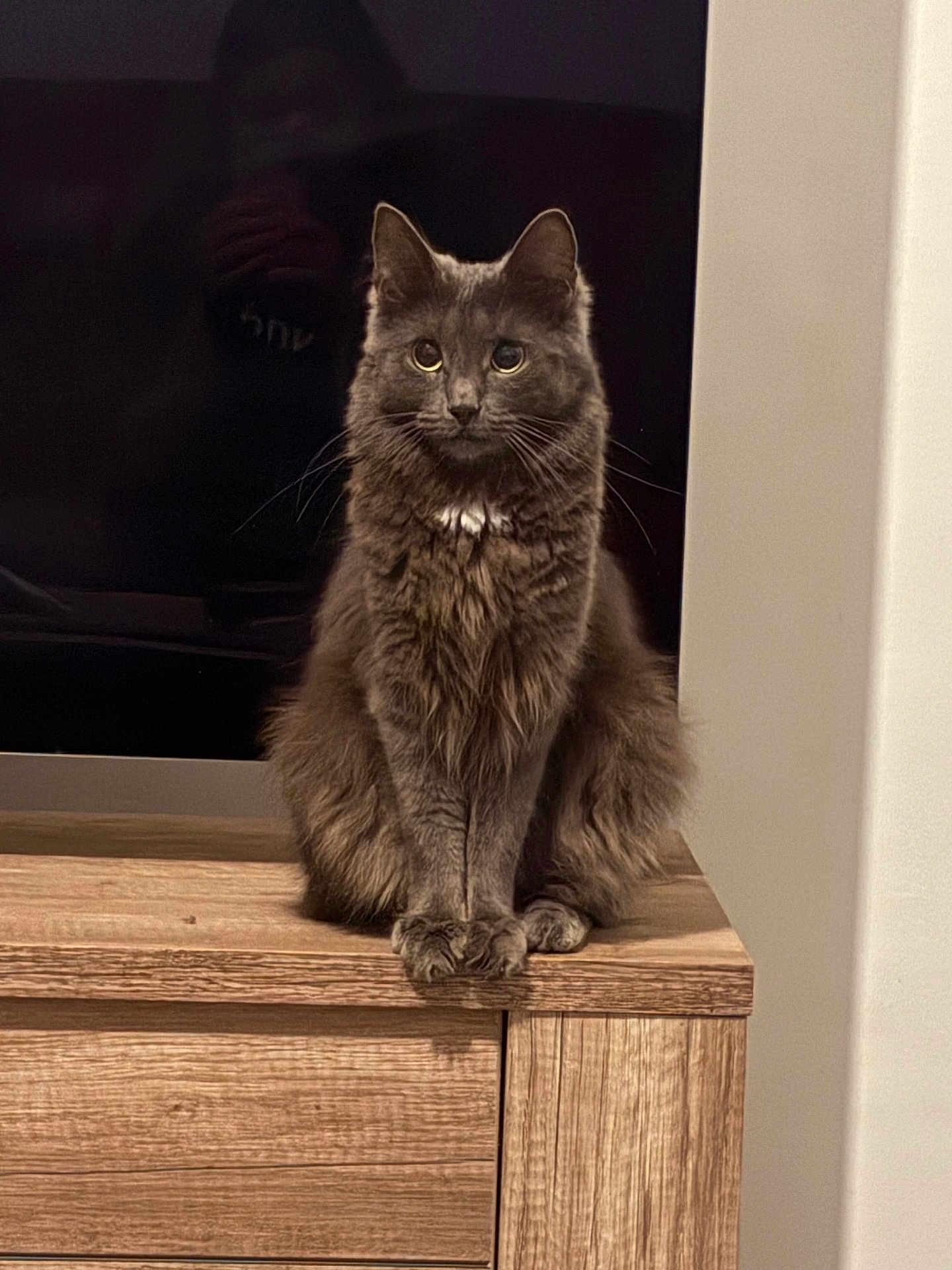 Moon participe au concours pour gagner de l'argent avec cette photo : animal, calm, cat, curious, domestic_cat, ears, eyes, feline, fluffy, fur, furniture, gray_cat, household, indoor, pet, portrait, quiet, sitting, whiskers, wooden_cabinet
