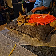 Chiquita joined the competition — help win amazing prizes! blue_shirt, brown_dog, carpet, casual, computer_screen, cozy, desk, dog, furniture, home, indoor, leisure, man, orange_shirt, pet, pillow, relaxing, resting, room, small_dog