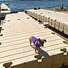 dog, puppy, purple_sweater, floating_dock, lake, water, outdoor, sunny, daytime, sky, trees, shoreline, waves, small_dog, pet, canine, nature, recreation, wooden_dock, curious