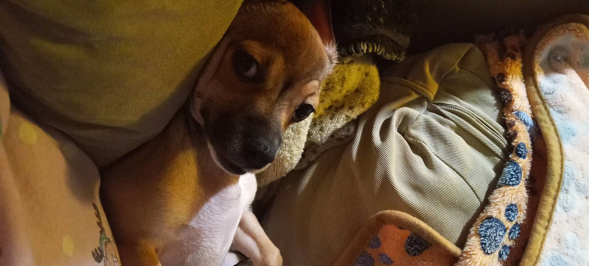 Chiquita is registered to the contest to win money with this photo: canidae, carnivore, comfort, companion_dog, dog, dog_breed, ear, fawn, flooring, fur, guard_dog, linens, nap, non_sporting_group, paw, sporting_group, whiskers, wood, working_animal