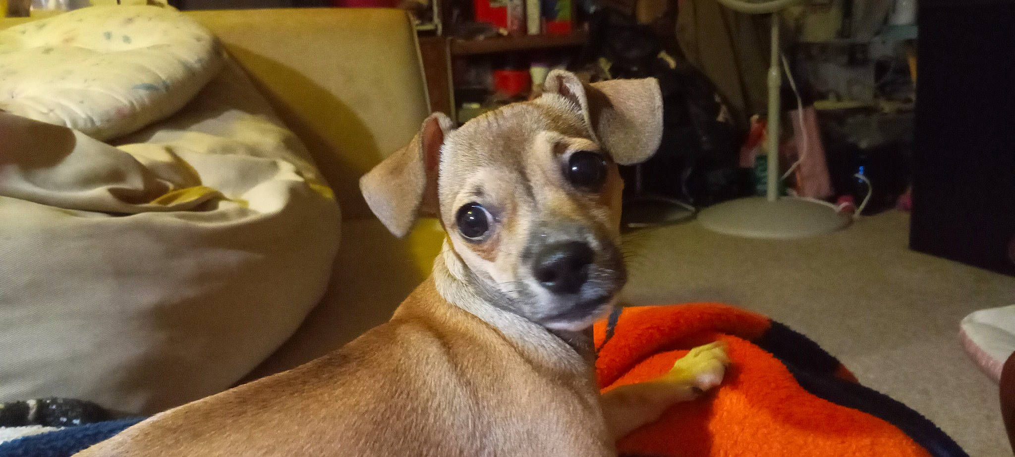 Chiquita is registered to the contest to win money with this photo: box, canidae, carnivore, collar, comfort, companion_dog, corgi_chihuahua, dog, dog_breed, dog_supply, ear, fawn, fur, smile, snout, sporting_group, terrestrial_animal, toy_dog, whiskers, working_animal