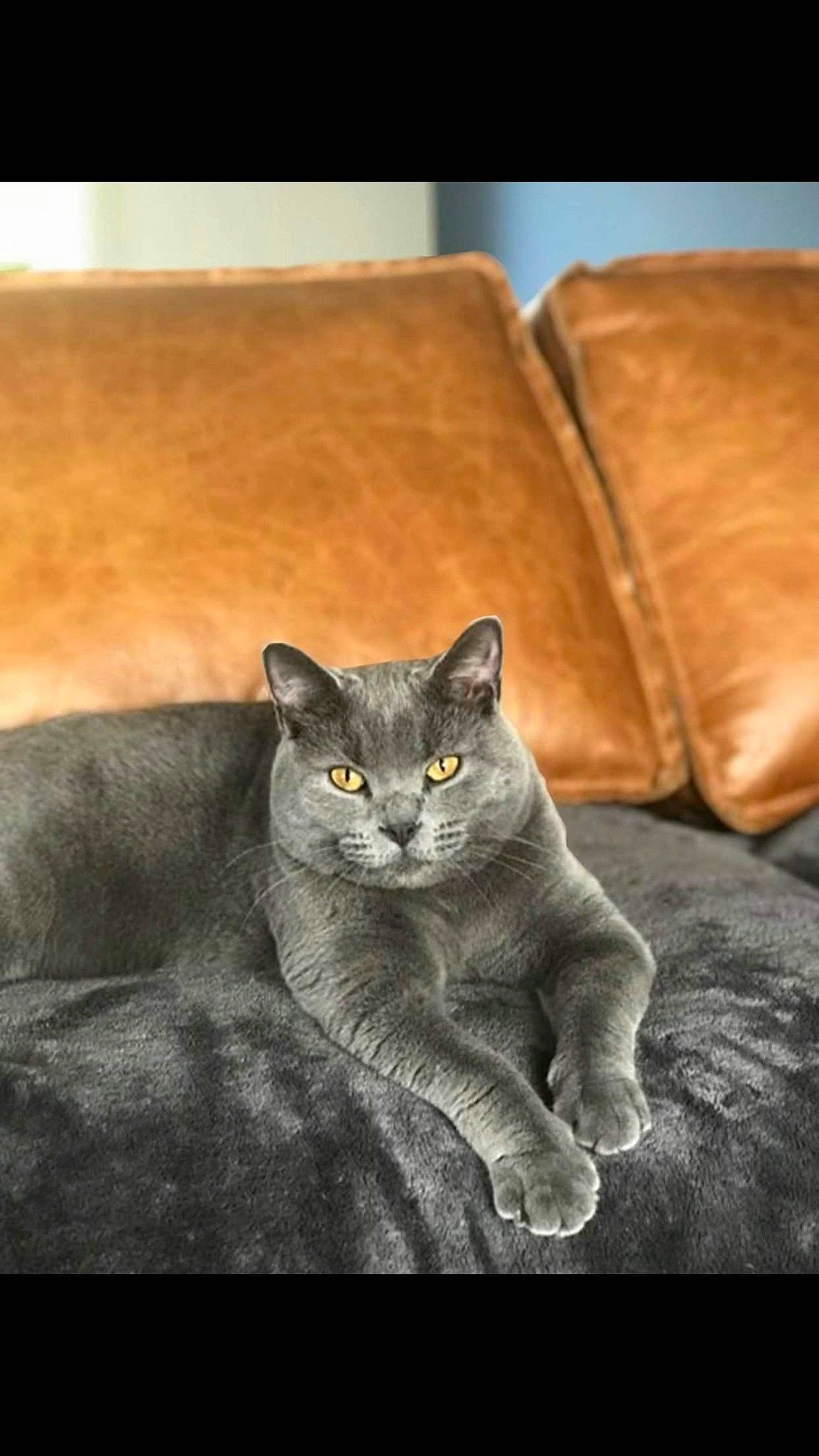 Noxy participe au concours pour gagner de l'argent avec cette photo : asian, british_shorthair, burmese, carnivore, cat, chartreux, domestic_short_haired_cat, felidae, kitten, korat, mammal, russian_blue, small_to_medium_sized_cats, snout, vertebrate, whiskers