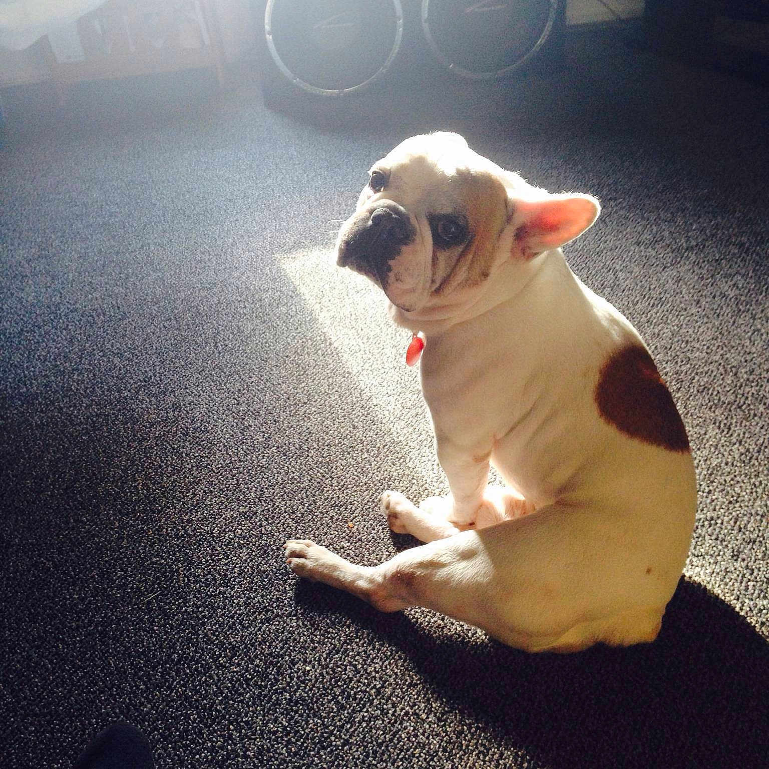 Scrappy is registered to the contest to win money with this photo: