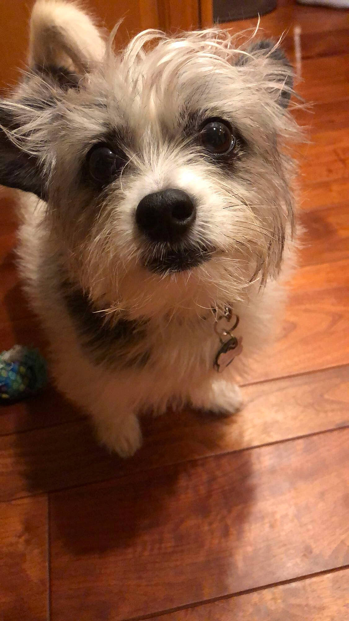 Tookie joined the competition — help win amazing prizes! cairn_terrier, canidae, carnivore, companion_dog, dog, dog_breed, glen_of_imaal_terrier, maltepoo, maltese, mammal, morkie, puppy, rare_breed_dog, schnoodle, small_terrier, snout, sporting_lucas_terrier, terrier, vertebrate, west_highland_white_terrier