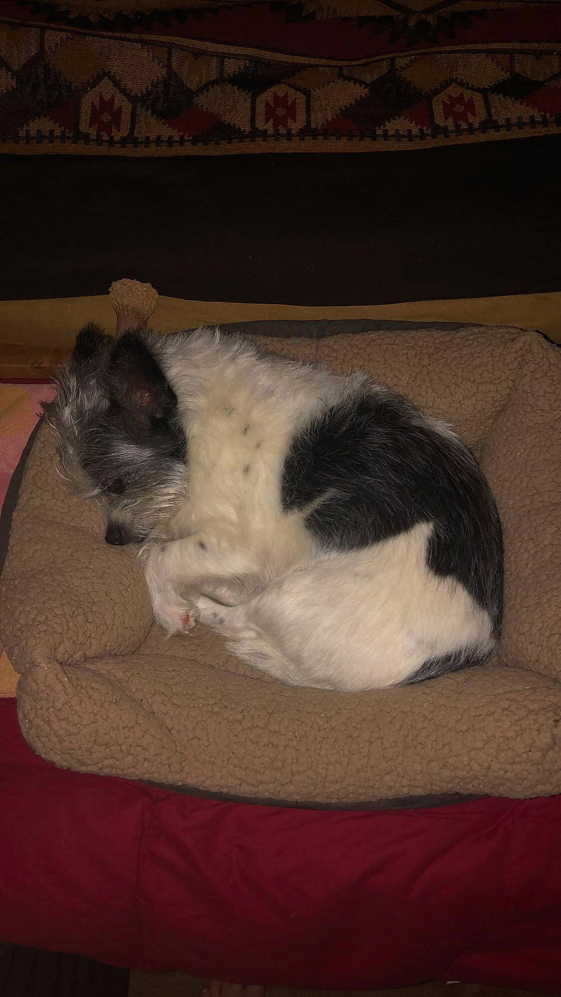 Tookie joined the competition — help win amazing prizes! carnivore, cat, felidae, fur, small_to_medium_sized_cats, tail, whiskers