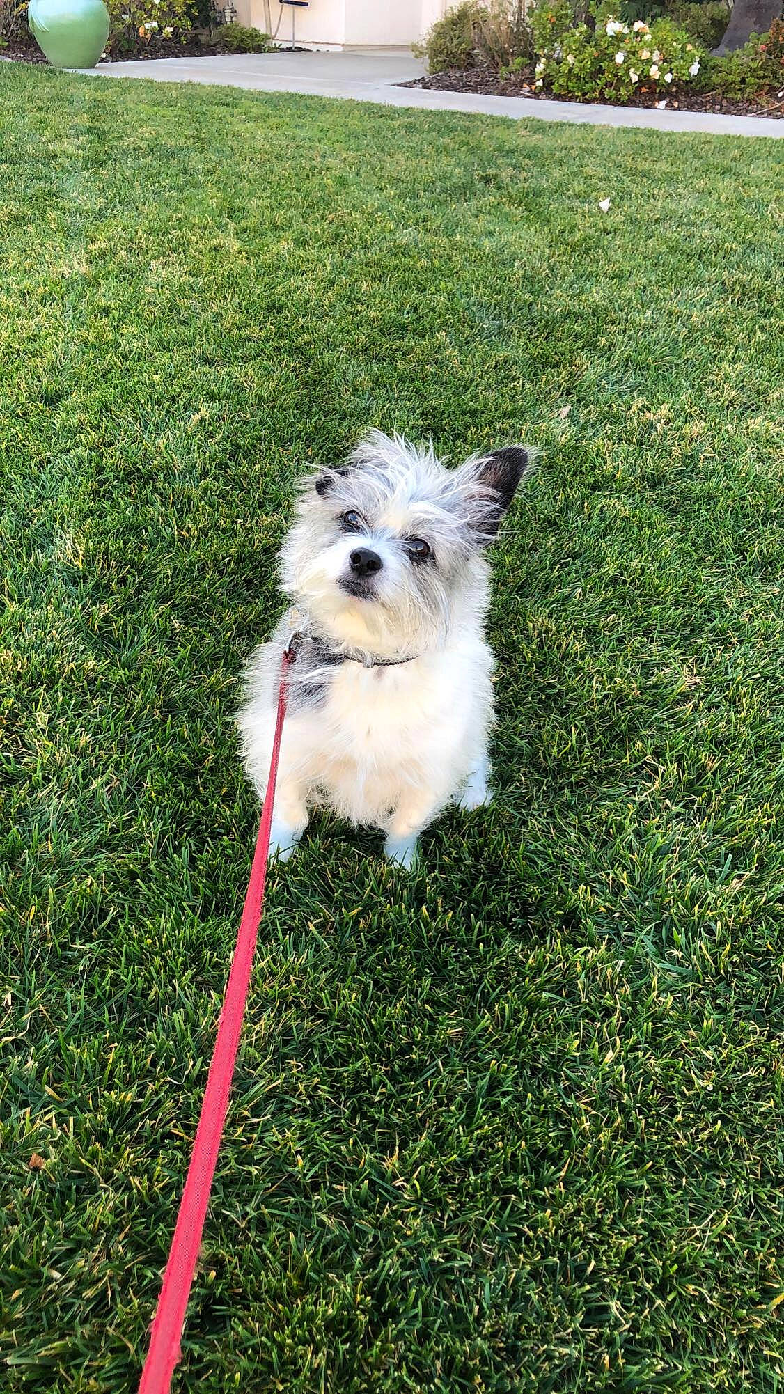 Tookie joined the competition — help win amazing prizes! cairn_terrier, canidae, carnivore, chinese_imperial_dog, companion_dog, dog, dog_breed, grass, lawn, mammal, morkie, puppy, rare_breed_dog, schnoodle, sporting_group, sporting_lucas_terrier, terrier, toy_dog, vertebrate, west_highland_white_terrier