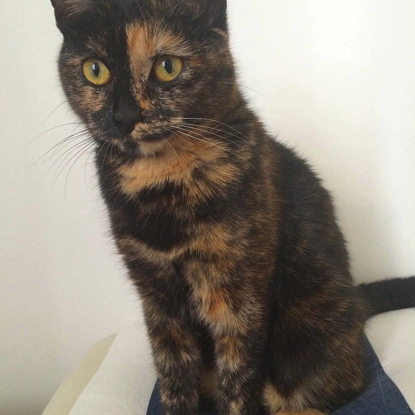 Mila participe au concours pour gagner de l'argent avec cette photo : abyssinian, animal, brasssection, cat, egyptiancat, horn, kitten, manx, musicalinstrument, pet, siamese