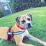 Lilo joined the competition — help win amazing prizes! accessories, animal, boxer, bulldog, canine, clothing, dog, grass, greatdane, harness, hound, lawn, leash, lifejacket, outdoors, pet, plant, puppy, strap, text
