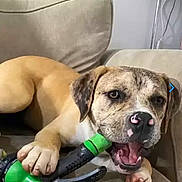 Lilo is registered to the contest to win money with this photo: dog, puppy, couch, indoor, chewing, toy, green, black, beige, pet, animal, canine, playful, snout, paw, relaxed, closeup, furniture, household, cute