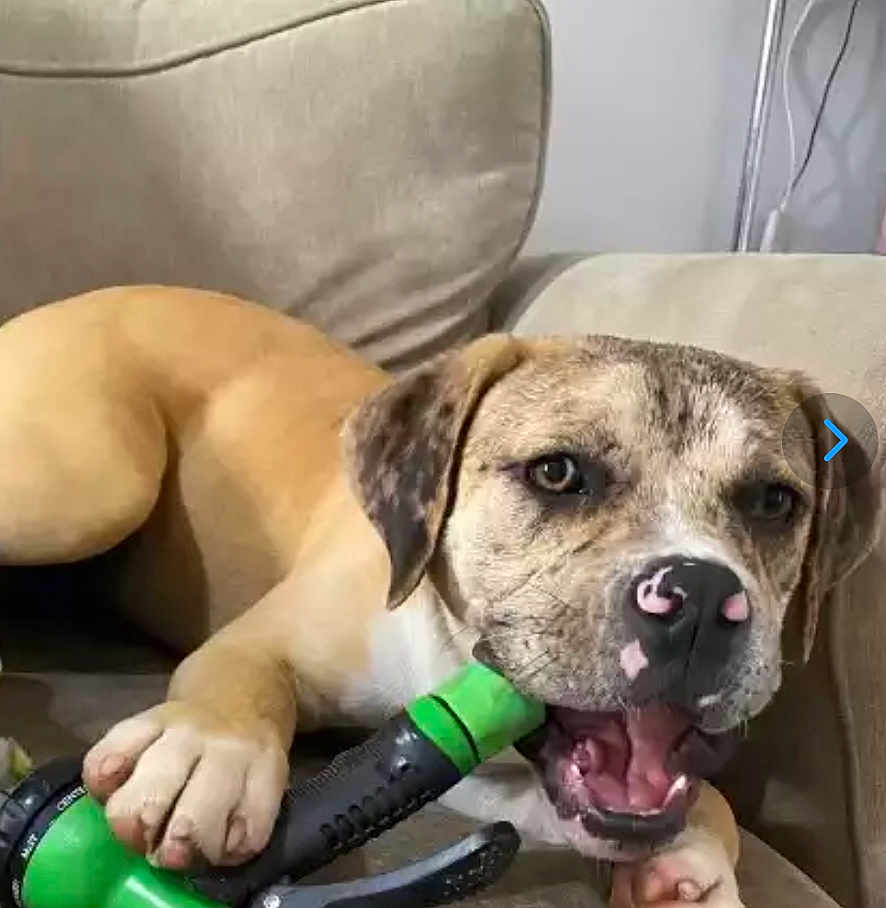 Lilo is registered to the contest to win money with this photo: dog, puppy, couch, indoor, chewing, toy, green, black, beige, pet, animal, canine, playful, snout, paw, relaxed, closeup, furniture, household, cute