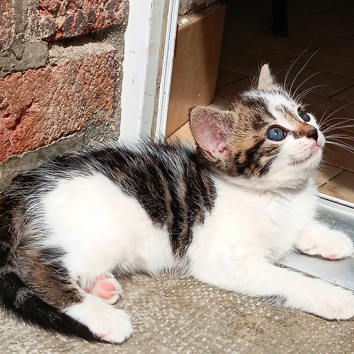 Nala a rejoint le concours — aidez-le/la à gagner de superbes lots ! animal, blue_eyes, brick_wall, cat, curious, cute, doorway, feline, floor, fur, indoor, kitten, paw, pet, resting, small, sunlight, tail, whiskers, young