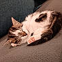 Nala a rejoint le concours — aidez-le/la à gagner de superbes lots ! kitten, sleeping, cat, fur, paw, pink_paw_pads, cozy, couch, grey, resting, cute, pet, animal, indoor, feline, closeup, young_cat, soft, relaxed, domestic_cat