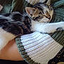 Nala a rejoint le concours — aidez-le/la à gagner de superbes lots ! kitten, sleeping, cat, animal, pet, cute, furry, cozy, resting, knitted_sweater, green, white, arm, human, closeup, soft, domestic, young, adorable, relaxed