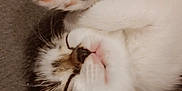 Nala participe au concours pour gagner de l'argent avec cette photo : kitten, cat, sleeping, paw, closeup, feline, cute, whiskers, nap, soft, fur, pet, domestic_animal, cozy, resting, adorable, blanket, heart, tiny_paw, relaxation