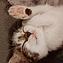 kitten, cat, sleeping, paw, closeup, feline, cute, whiskers, nap, soft, fur, pet, domestic_animal, cozy, resting, adorable, blanket, heart, tiny_paw, relaxation
