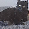 cat, cats, black_cat, fluffy, fur, sitting, lying_down, pet, animal, indoors, carpet, floor, home, portrait, green_eyes, yellow_eyes, ears, whiskers, long_hair, companions