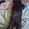 puppy, dog, black_dog, fluffy, curly_fur, lying_down, bed, blanket, bedding, bedroom, indoor, pet, animal, tail, paws, legs, relaxed, portrait, furry, home