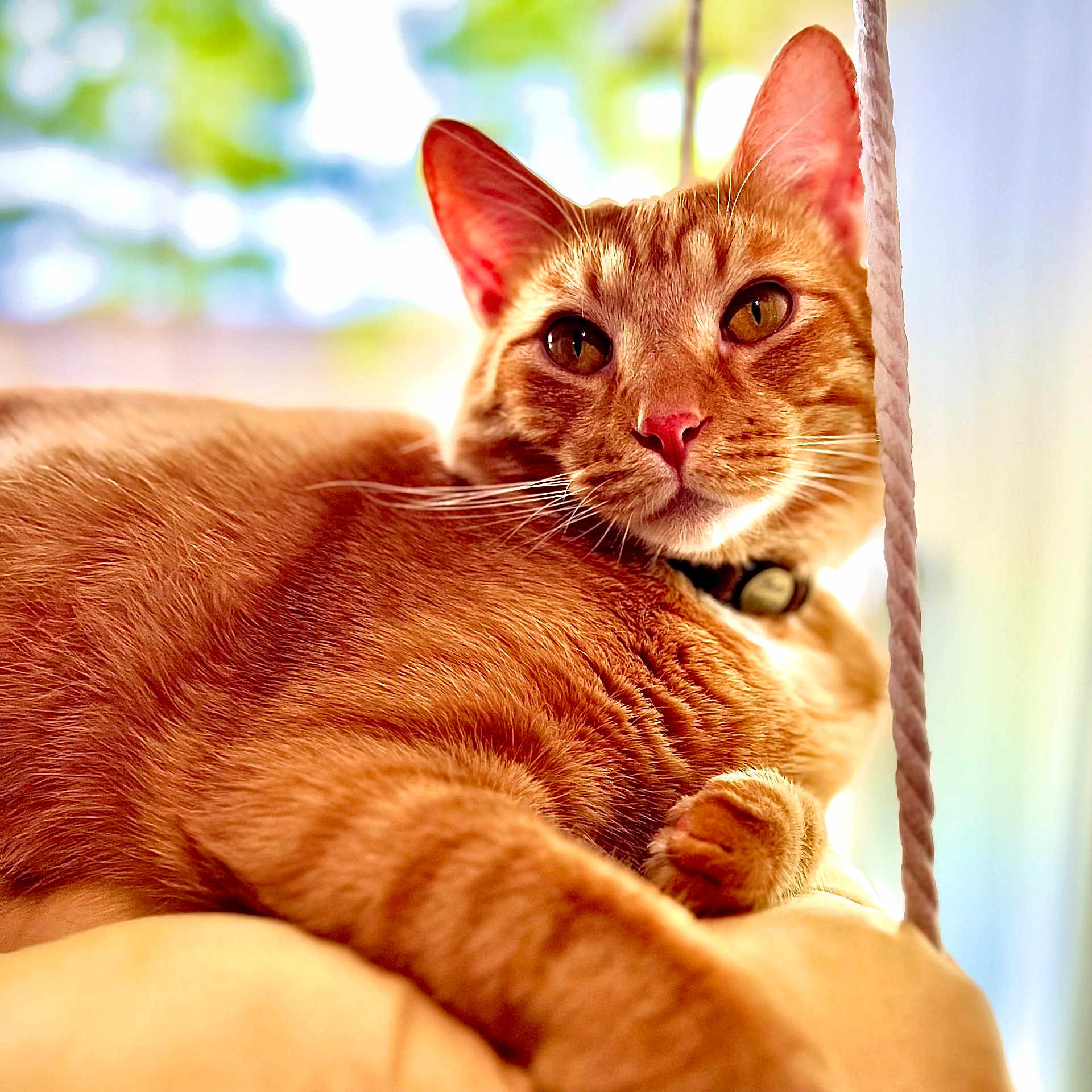 Oliver is registered to the contest to win money with this photo: animal, background_blur, cat, close_up, collar, cushion, domestic_animal, ears, face, feline, fur, ginger_cat, indoor, looking_at_camera, paw, pet, portrait, relaxed, soft_light, whiskers