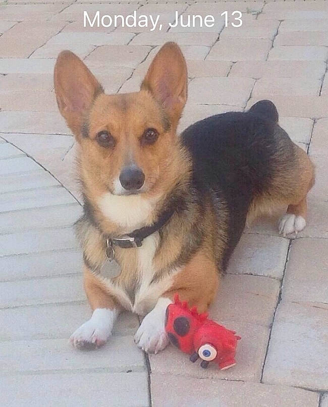 Lucy joined the competition — help win amazing prizes! canidae, carnivore, companion_dog, dog, dog_breed, dog_supply, door, fawn, flooring, foot, fur, paw, snout, sporting_group, tail, terrestrial_animal, toy, vertebrate, wood, working_animal