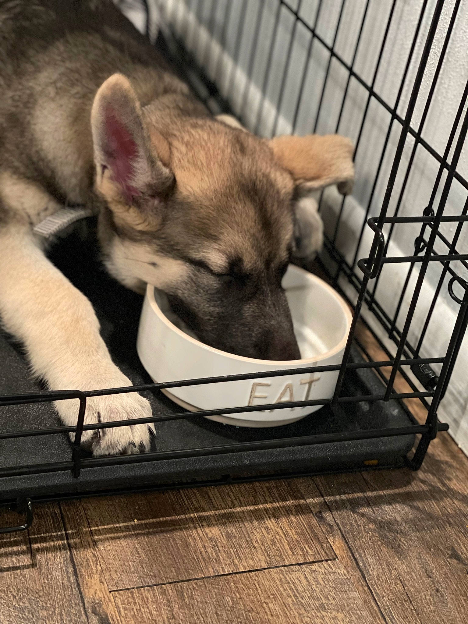 Dixie joined the competition — help win amazing prizes! animal_shelter, cage, canidae, carnivore, comfort, companion_dog, dog, dog_breed, dog_supply, fawn, flooring, fur, mesh, metal, paw, pet_supply, snout, terrestrial_animal, whiskers, wood