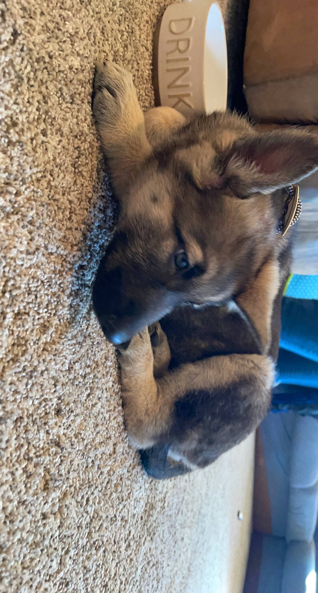 Dixie is registered to the contest to win money with this photo: canidae, carnivore, claw, companion_dog, dog, dog_breed, east_european_shepherd, fur, german_shepherd_dog, jaw, king_shepherd, non_sporting_group, old_german_shepherd_dog, paw, puppy, sporting_group, tail, wildlife, working_animal, working_dog