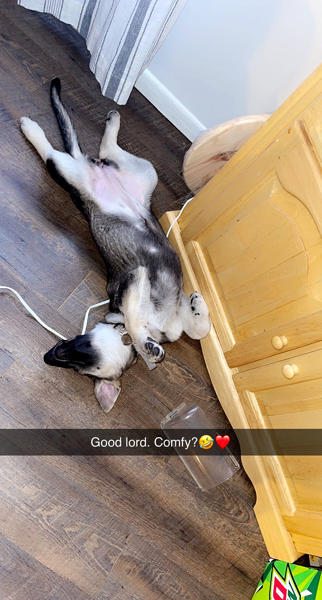 Dixie joined the competition — help win amazing prizes! canidae, carnivore, comfort, companion_dog, dog_breed, fawn, felidae, floor, flooring, fur, goat, goats, hardwood, mammal, paw, small_to_medium_sized_cats, sporting_group, tail, vertebrate, wood