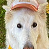 Tom participe au concours pour gagner de l'argent avec cette photo : dog, white_dog, fluffy, bandana, cap, hat, outdoor, grass, pet, animal, happy, smiling, closeup, portrait, cute, friendly, canine, fur, ears, nose